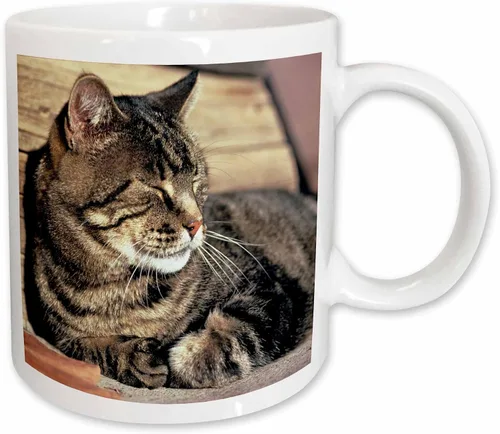 3dRose (mug_94870_1) Utah, Capitol Reef NP. Sleeping atigrado cat - US45 RER0114 - Ric Ergenbright - Taza de cerámica, 11 onzas Blanco