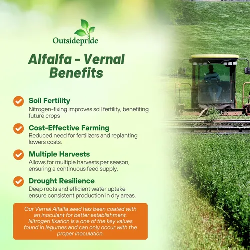 Miniatura 3 de Outsidepride Semillas de alfalfa perenne para plantar - 1 libra de alto rendimiento, nitrorevestidas, inoculadas, semillas de leguminosas de forraje