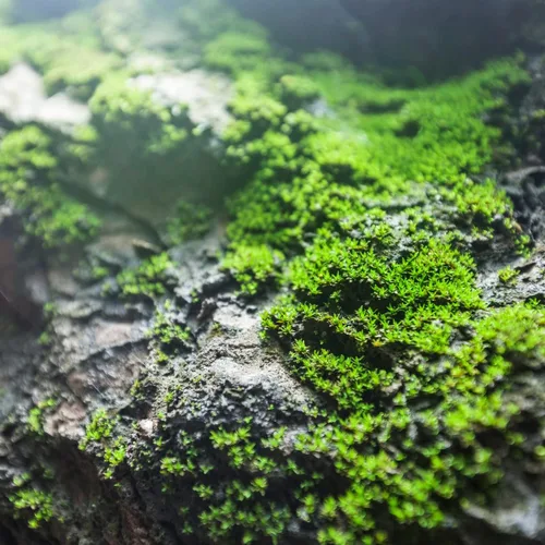 Miniatura 2 de Petrichor Aceite de fragancia (nuestra versión de la marca) – (botella de 4 onzas) para fabricación de velas, fabricación de jabón, fabricación