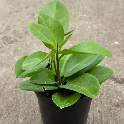 Hoya Skinneriana - Planta viva | Plantas de inicio de esquejes de Hoya | Plantas suculentas de interior para principiantes | Plantas tropicales