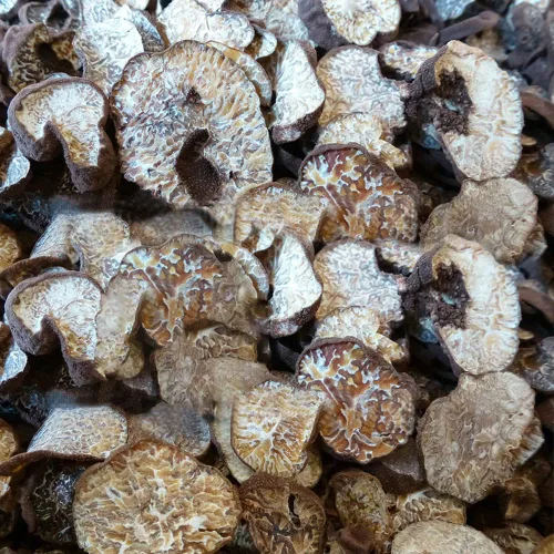 Miniatura 2 de 100% trufa negra orgánica silvestre, hongo de trufa, trufa, trufa negra, trufa de perigordo, trufa negra, trufa negra, melanosporo tubérculo, trufa