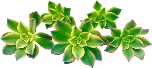 Miniatura 3 de Esquejes de Suculentas Vivas (3, Aeonium 'Kiwi' Tricolor), Plantas Suculentas Vivas, Planta Suculenta SIN Raíces, Plantas de Casa Vivas Decoración