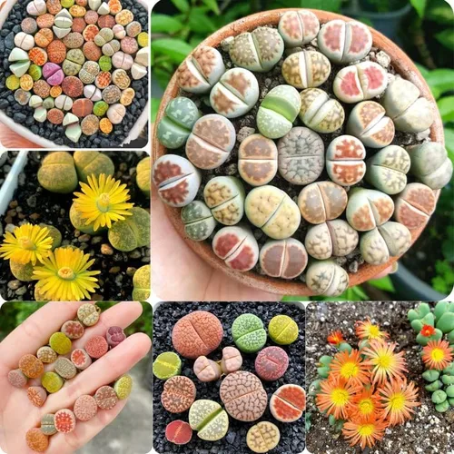 Lithops - Mezcla de 20 plantas vivas, coloridas plantas suculentas Lithops vivas, piedras vivas para plantar en interiores y exteriores