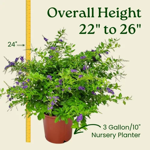 Miniatura 3 de Tropical Plants of Florida - Duranta Sapphire Showers - Planta de Arbusto Floral - Altura Total 22" a 26" (Solo Planta)