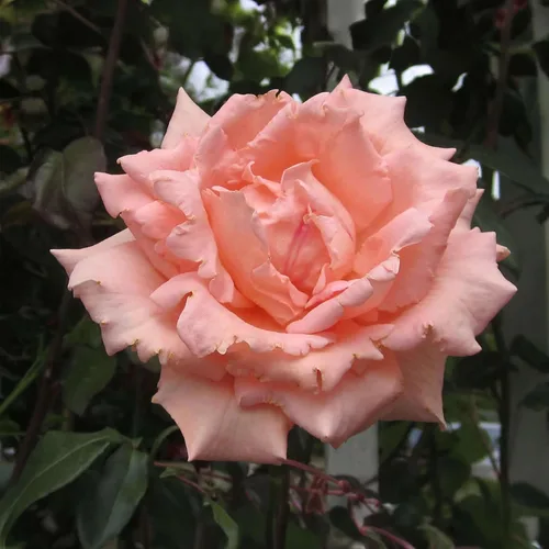 Heirloom Roses Planta de rosas - Aliento de vida Albaricoque Rosal, rosas trepadoras, planta viva para plantar al aire libre