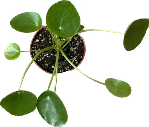 Miniatura 2 de Planta viva de dinero chino – Planta viva Pilea peperomioides Planta de interior de fácil cuidado Purificadora de aire Maceta de 4 y 6