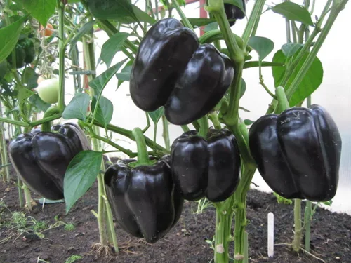 Miniatura 4 de Pimiento negro dulce - Vegetal tradicional - Sin OMG