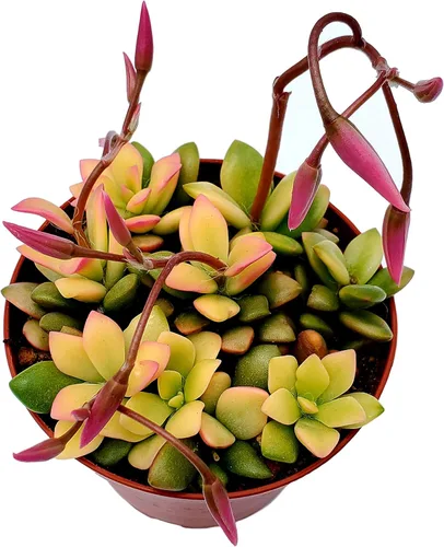 Miniatura 15 de Cadena de perlas (Senecio Rowleyanus) - Plantas vivas rastreras totalmente enraizadas y en floración - Rara planta de interior para decoración