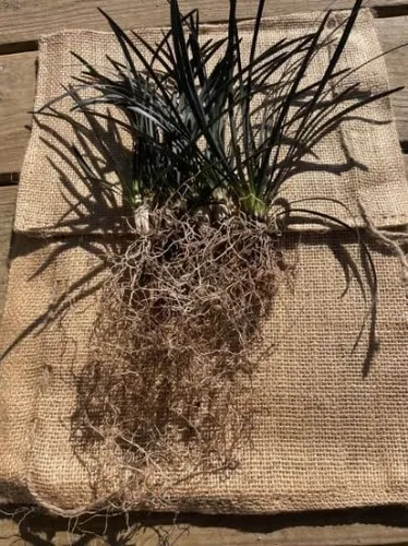 Miniatura 3 de 15 plantas de césped decorativas Black Mondo