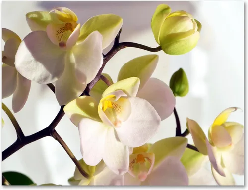 Miniatura 5 de Small World Greetings - Tarjetas de felicitación de orquídeas, 24 unidades, fotografía de orquídeas reales, interior en blanco con sobres, tamaño A2