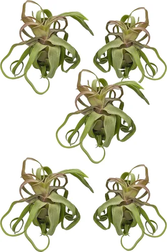 Miniatura 15 de ragnaroc Plantas de aire vivo – Tillandsia Curly Slim Jumbo – 1 unidad de 5 a 9 pulgadas – Ideal para regalos y regalos, plantas de interior vivas