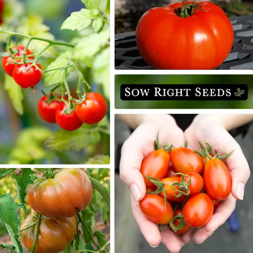 Miniatura 3 de Sow Right Seeds - Colección clásica de semillas de tomate para plantar - Cherokee Purple, Beefsteak, Large Red Cherry, Rutgers y Roma - Variedades