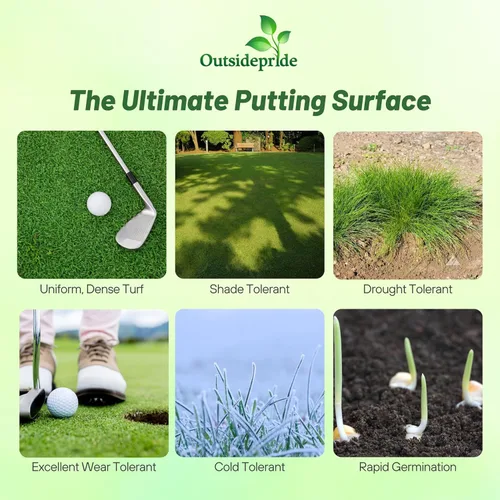 Outsidepride True Putt - Semilla de pasto azul perenne, 1 libra, tolerante a la sombra para campos de golf y verduras para poner en casa, ideal para