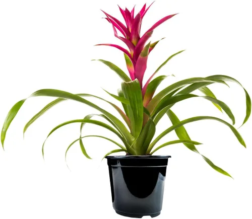American Plant Exchange Bromelia viva Guzmania – Maceta de 6 pulgadas – Planta de interior tropical colorida con flores brillantes de larga