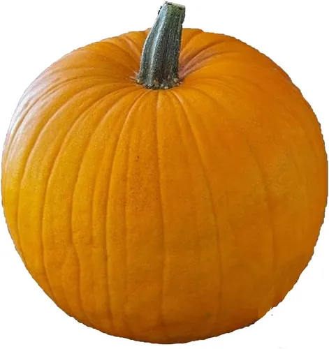 UtopiaSeeds - Semillas de calabaza de campo Connecticut, calabaza grande, ideal para tallar