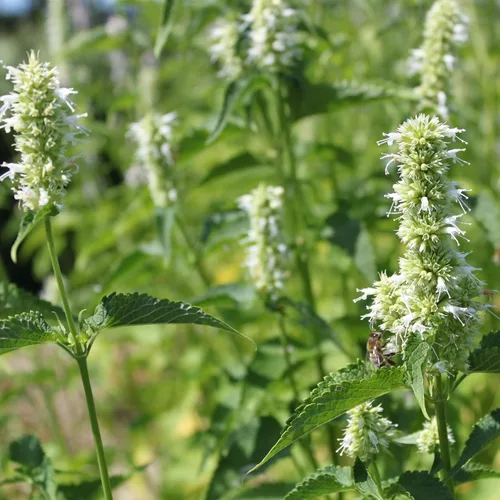 Miniatura 7 de Outsidepride Semillas de hisopo gigante blanco para plantar, 5000 piezas de semillas de jardín de hierbas perennes con flores fragantes atractivas