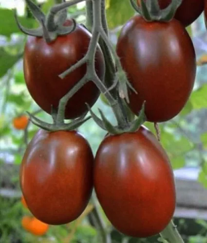 Miniatura 3 de Semillas Verduras Tomate Negro De Barao - 40 Semillas