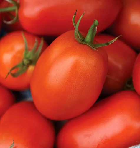 Miniatura 9 de Burpee "San Marzano" Heirloom, Tomate para pasta, 75 semillas no transgénicas reliquia de San Marzano