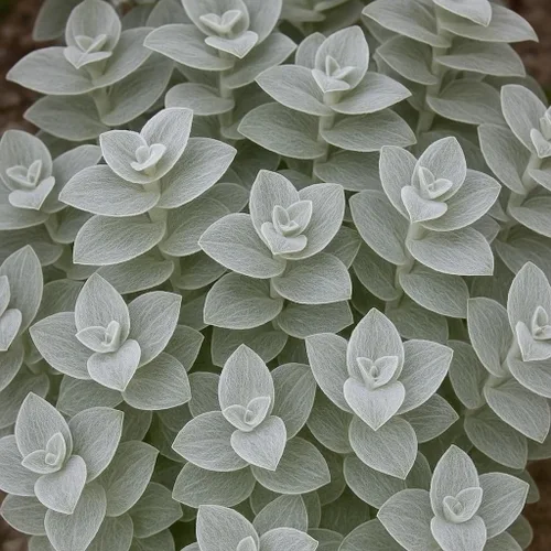 Miniatura 2 de 4 esquejes judíos errantes blancos de terciopelo para crecer - Tradescantia Sillamontana, telaraña de telaraña