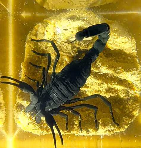 Miniatura 11 de 44mm de escorpión negro real en resina de lucite transparente cristalina, especímenes de artesanía, insectos de varios animales, colección