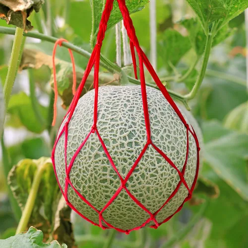 Miniatura 5 de Paquete de 10 hamacas de melón con redes de sandía, hamaca de melón para enrejado de redes de sandía resistentes, perfecta para cultivar melones Rojo