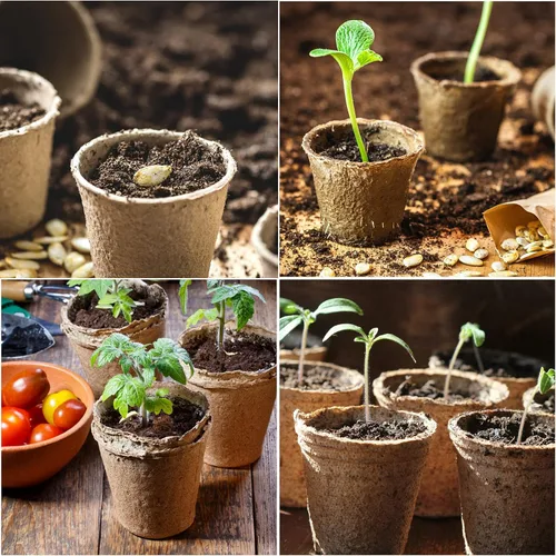 Miniatura 7 de JERIA Paquete de 50 macetas de turba de 3.15 pulgadas para semillero con 50 etiquetas de plantas, macetas de germinación de jardín al aire libre