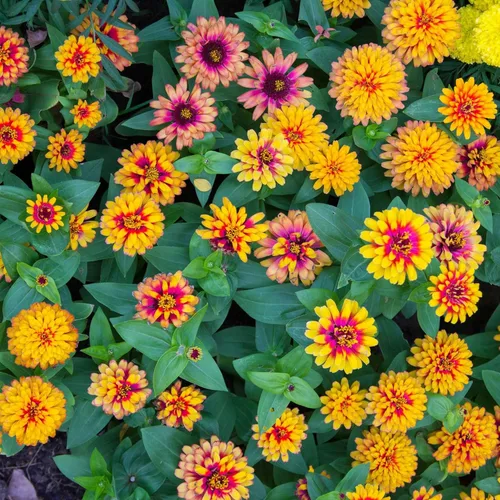 Miniatura 113 de Eden Brothers - Semillas de zinnia, cactus con flores, sin OMG, plantar en primavera, paquete, flores de bajo mantenimiento, zonas 3, 4, 5, 6, 7, 8