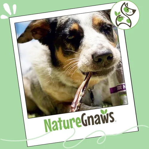 Miniatura 7 de Nature Gnaws Palitos de cerdo extra finos para perros pequeños de 5 a 6 pulgadas (50 unidades) – Larga duración para masticadores ligeros