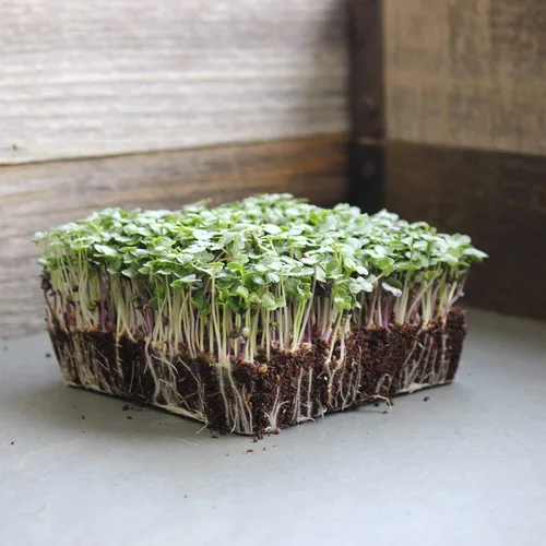 Miniatura 5 de Organic Basic - Mezcla de semillas de microgreens – Bolsa resellable de 5 libras – Uso para jardinería interior, cultivo de microverduras y más