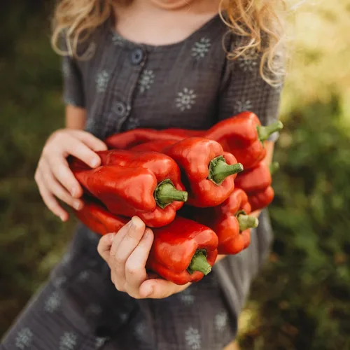 Marconi Red Pepper – 25 semillas – Pimienta italiana dulce gigante, variedad de pimiento reliquia, cultivadas en Estados Unidos, semillas de