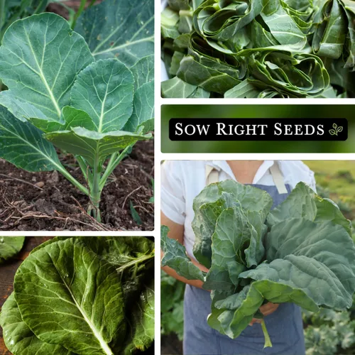 Miniatura 4 de Sow Right Seeds - Semillas de col de Vates para plantar - Paquete de reliquia sin OMG con instrucciones para plantar un huerto casero - Verduras