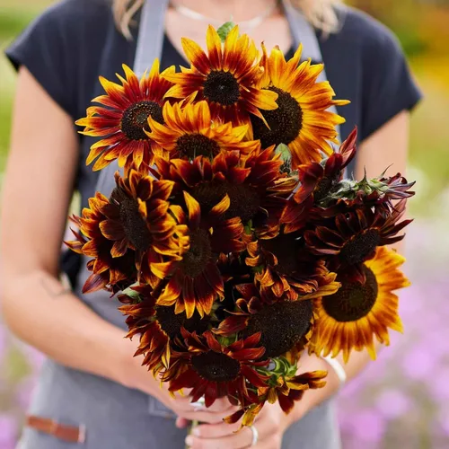 Miniatura 15 de Eden Brothers Semillas de girasol - Autumn Beauty