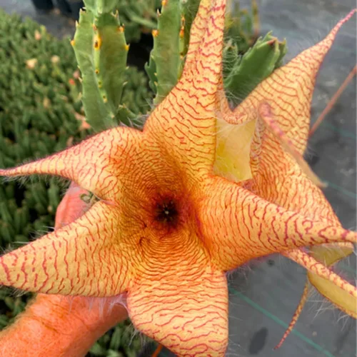 Miniatura 4 de Juego de 2 plantas raras de cactus de estrella de mar vivas en maceta de 2 pulgadas, cactus pequeños suculentos bien arraigados de 4 a 8 pulgadas