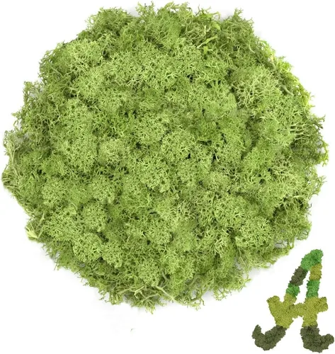 Musgo de reno Chartreuse preservado de 3.5 onzas para plantas en maceta, decoración artesanal para arte de pared, musgo falso para decoración de