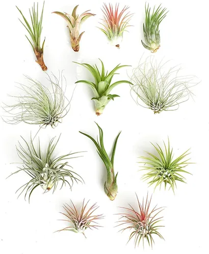 Miniatura 12 de Shop Succulents Colección variada Variedad de especies, planta tropical de interior para decoración del hogar, terrarios DIY, paquete de 100