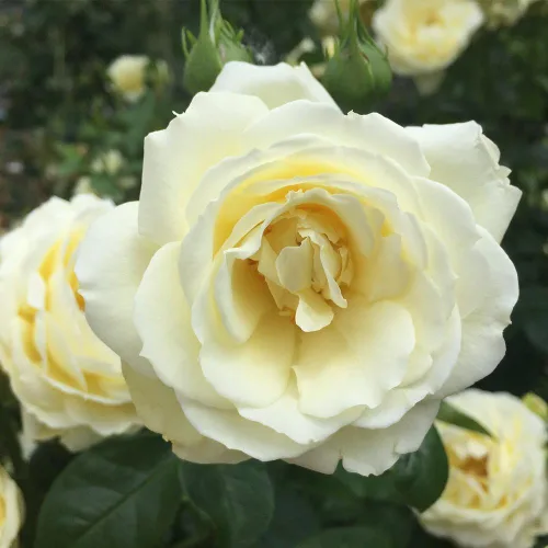 Miniatura 2 de Heirloom Roses Shrub Rose Bush - Planta amarilla viva Good Ol' Summertime™ para plantar al aire libre