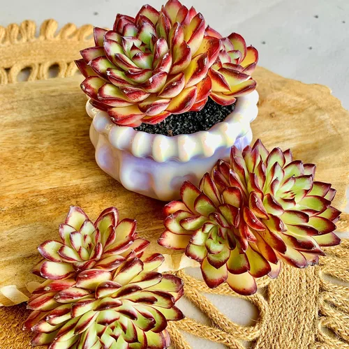 Miniatura 4 de Plantas suculentas viven Echeveria 'llama roja', mini suculentas rojas de 3 pulgadas, raíz desnuda sin maceta, planta suculenta decoración viva