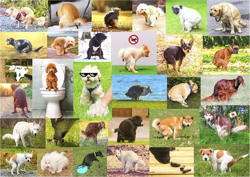 Rompecabezas de 1000 Piezas de Perros Haciendo Popó para Adultos - Divertido Rompecabezas de Broma de Cachorritos Haciendo Popó para Amantes de los