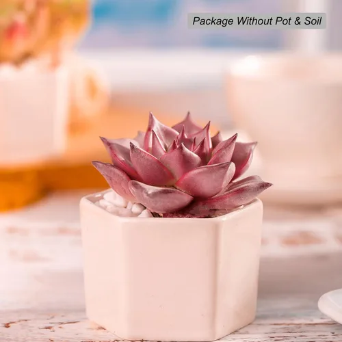 Miniatura 8 de Echeveria Agavoides Romeo - Plantas suculentas vivas raras, planta roja de 1 cabeza de 2.7 pulgadas, raíz desnuda sin tierra para maceta, escritorio