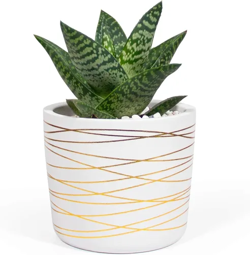 Miniatura 9 de Willowy Maceta de Cerámica Negra de 6 Pulgadas - Macetas de Cerámica Negra de 6 Pulgadas para Plantas como Aloe, Planta de Goma Bebé, Jade, Planta