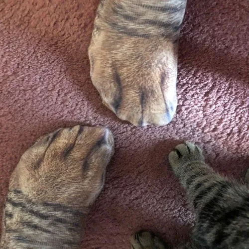 Miniatura 7 de Regalos de San Valentín para él, ella, hombres y mujeres, divertidos calcetines con patas de animales, calcetines novedosos en 3D locos con patas