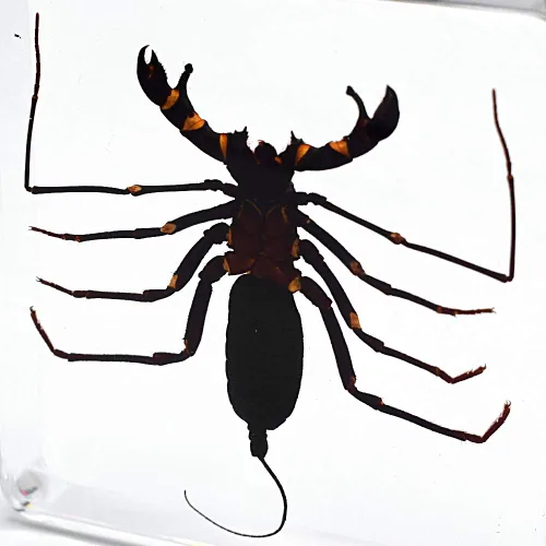 Miniatura 6 de Insecto animal real látigo escorpión espécimen pisapapeles Typopeltis Níger Taxidermia Ciencias Aula Espécimen para la educación científica