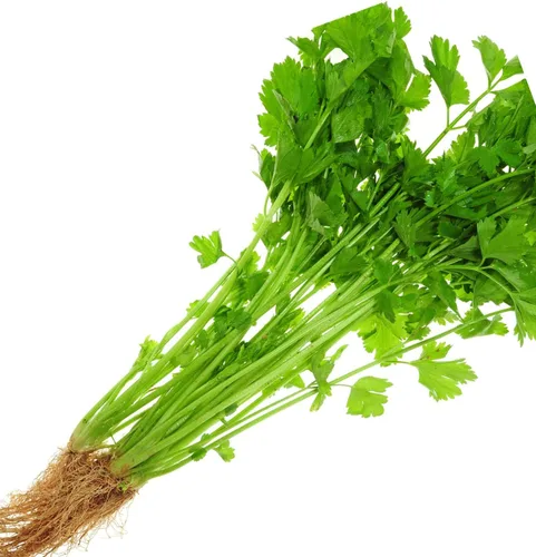 Semillas de apio para plantar. Semillas de jardín sin OMG para microverde. Semillas de vegetales para plantar jardín casero Semillas de reliquia de