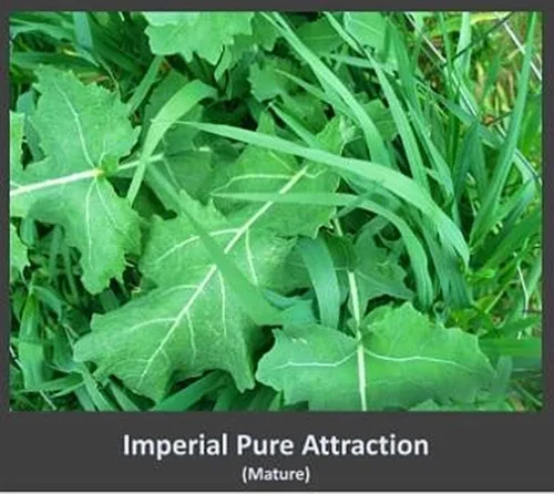Miniatura 3 de Whitetail Institute Imperial Pure Attraction semillas de lote de alimento para atraer ciervos, plantación de invierno, 26 libras, 0.5 acres