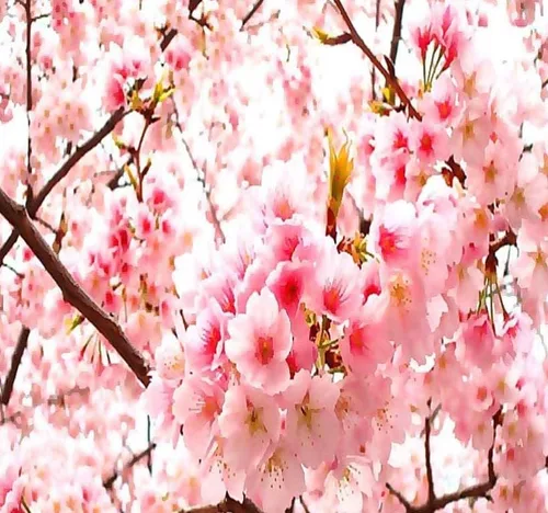 Prunus serrulata (cereza japonesa floreciente), flores dobles rosas ricas, frutos negruzcos del tamaño de un guisante, elige la cantidad (1 unidad)