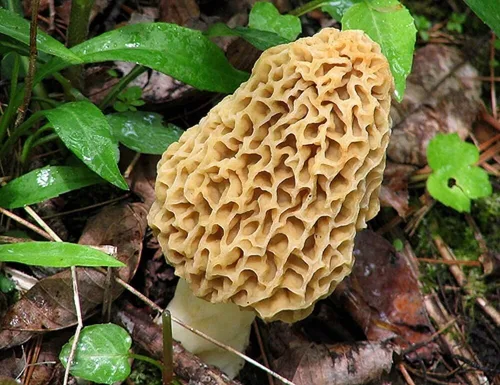 Miniatura 2 de Esporas de hongos Morel 1.41 oz en bolsa de aserrín - Morchella Esculenta, kit de cultivo de hongos True Morel, esporas de hongos morel frescos