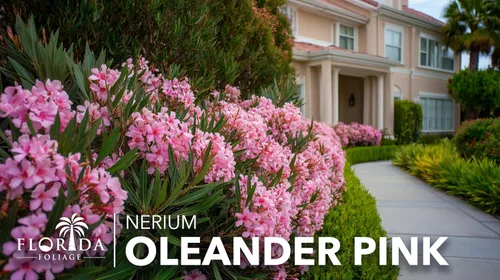 Miniatura 2 de Oleander Petite Pink 3 plantas vivas Nerium Arbusto de hoja perenne enano compacto