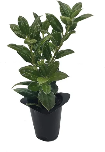 Miniatura 2 de Enano Burford Holly - 10 plantas vivas - Ilex Burfordi Evergreen Seto bayas rojas arbusto de árbol