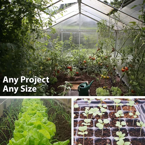 Miniatura 4 de Dill's Atlantic - Calabaza gigante 25 libras ~ 41,600 semillas - Cucurbita Maxima - 120 días - reliquia sin OMG - Calabazas de tamaño competitivo