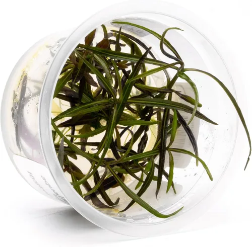 Miniatura 54 de Planta viva SubstrateSource - Hierba enana Eleocharis Belem cultivada en tejidos acuáticos para acuario - 100% libre de caracoles en copa in vitro